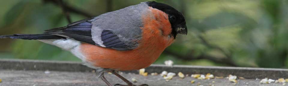 Contact Manor House Farm